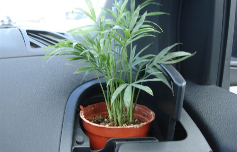 哭笑不得！這三個(gè)誤解居然讓車內(nèi)甲醛超標(biāo)嚴(yán)重！